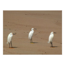 Egrets Loitering on Beach Photo