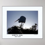 Egretta Alba: Great Egret Print