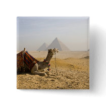 Egypt, Cairo. A lone camel gazes across the Pinback Buttons