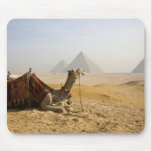Egypt, Cairo. A lone camel gazes across the mousepads