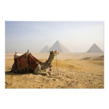 Egypt, Cairo. A lone camel gazes across the Photo