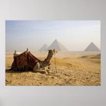 Egypt, Cairo. A lone camel gazes across the Print