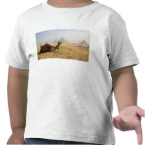 Egypt, Cairo. A lone camel gazes across the T-shirts
