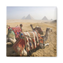 Egypt, Cairo. Resting camels gaze across the Magnet