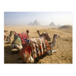 Egypt, Cairo. Resting camels gaze across the Post Cards