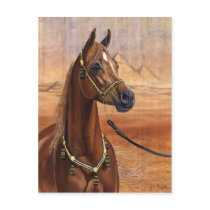 Egyptian Princess Arabian horse postcard