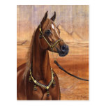 Egyptian Princess Arabian horse postcard