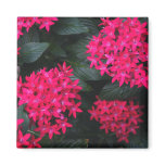 Egyptian Star Cluster Magnet