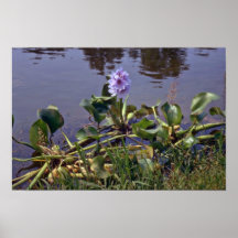 Eichhornia Crassipes (Water Hyacinth) Pink flowers Posters