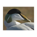 Eider postcards