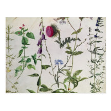 Eight Studies of Wild Flowers Postcards