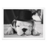 "Einstein" English Bulldog Puppy photography