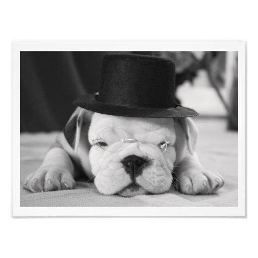 "Einstein" English Bulldog Puppy Photographic Print