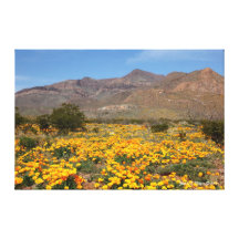 El Paso Poppies Gallery Wrapped Canvas