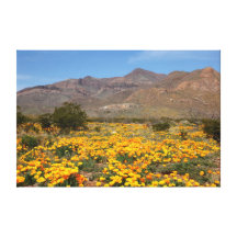 El Paso Poppies Stretched Canvas Prints