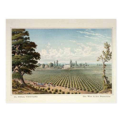 El Pinal Vineyard, San Joaquin County Postcards