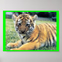 El Tigre ( In English: The Tiger) posters
