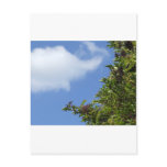 Elder Berries Post Card