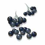 elderberries photo cut outs