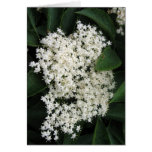 Elderflower Cards