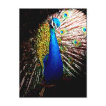 Electric Peacock postcards