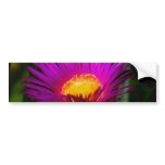 Electric Pink bumper stickers