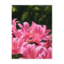 Electric Surprise Lilies Postcard