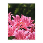 Electric Surprise Lilies Postcard