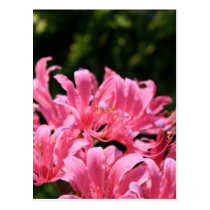 Electric Surprise Lilies Postcard postcards