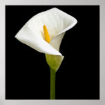 Elegant Cala Lily posters