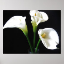 Elegant Calla Lily Flowers 10 Posters