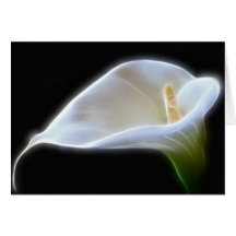 Elegant Calla Lily Flowers 11 Modern Greeting Card