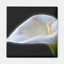 Elegant Calla Lily Flowers 11 Modern Magnets