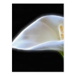 Elegant Calla Lily Flowers 11 Modern Post Card