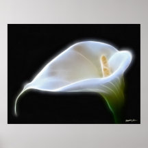 Elegant Calla Lily Flowers 11 Modern Posters