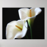 Elegant Calla Lily Flowers 13 Posters