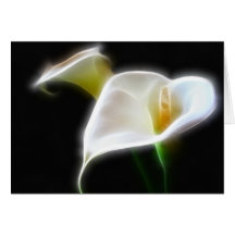 Elegant Calla Lily Flowers 16 Modern Card