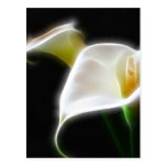 Elegant Calla Lily Flowers 16 Modern Postcards