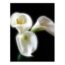 Elegant Calla Lily Flowers 6 Modern Postcards