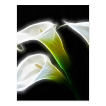 Elegant Calla Lily Flowers 7 Modern Postcard