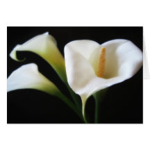 Elegant Calla Lily Flowers 9 Card