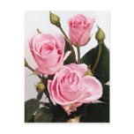 Elegant Rose 2 Postcards