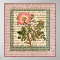 Elegant Vintage Pink Rose Antique Collage Posters