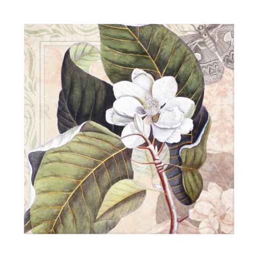 Elegant Vintage Southern White Magnolia Gallery Wrapped Canvas