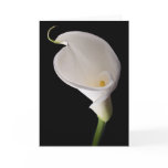 Elegant white calla