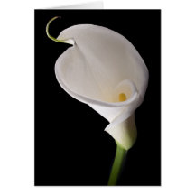 Elegant white calla greeting cards