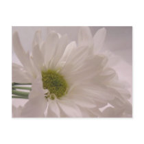 Elegant White Daisies Post Card