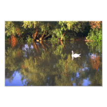 Elegant  White Swan on Lake - Nature Photography