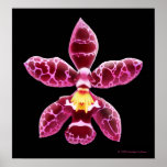 Elegant Wilsonara Orchid Bloom Print