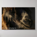 Elegants posters
